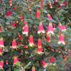 Red and white Correa